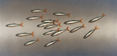 Donald PROVAN - Silver Blue Shoal